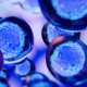 A 3D illustration of glowing blue and pink embryonic stem cells clustered together against a dark background.